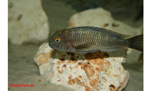Tropheus moorii chaitika